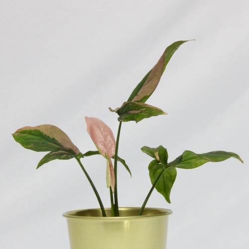 -Syngonium Pink Plant Mini نبتة السنقونيوم بينك ميني