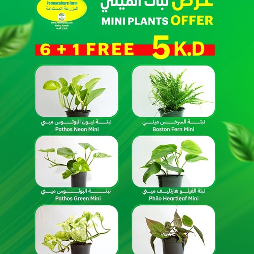 MINI PLANTS OFFER6 + 1 FREE5 K.D.عرض نبات الميني - MINI PLANTS OFFER6 + 1 FREE5 K.D.عرض نبات الميني
Pothos Neon Miniنبتة نيون البوثوس ميني
Philo Micans Miniنبتة الفيلو مايكنز ميني
Pothos Green Miniنبتة البوثوس ميني 
Boston Fern Miniنبتة السرخس ميني 
Pothos Snow Queen Miniنبتة البوثوس سنو كوين ميني
Philo Heartleaf Miniنبتة الفيلو هارتليف ميني