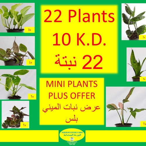MINI PLANTS PLUS OFFER 22 PLANTS FOR 10 K.D.عرض نبات الميني بلس - MINI PLANTS PLUS OFFER22 PLANTS FOR 10 K.D.عرض نبات الميني بلس

3x Pothos Neon Miniنبتة نيون البوثوس ميني
1x Philo Micans Miniنبتة الفيلو مايكنز ميني
3x Pothos Green Miniنبتة البوثوس ميني&nbsp;
1x Boston Fern Miniنبتة السرخس ميني&nbsp;
3x Pothos Snow Queen Miniنبتة البوثوس سنو كوين ميني
3x Philo Heartleaf Miniنبتة الفيلو هارتليف ميني
1x Syngonium Green Plant Mini&nbsp;نبتة السنقونيوم قرين ميني

1x Syngonium Pink Plant Mini&nbsp;نبتة السنقونيوم بينك ميني

1x Philo Burle Marx Mini&nbsp;نبتة برل ماركس ميني


1x Ficus Plant Green Mini&nbsp;نبتة الفايكس قرين ميني


1x Snake Cylindrica Plant &nbsp;Mini&nbsp;نبتة السنيك سيلندريكا ميني

1x Snake Plant Mini&nbsp;نبتة السنيك ميني
1x Syngonium Chocolate Mini&nbsp;
نبتة السنقونيوم ميني