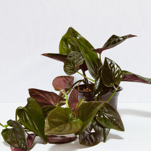 MINI PLANTS PLUS OFFER 22 PLANTS FOR 10 K.D.عرض نبات الميني بلس