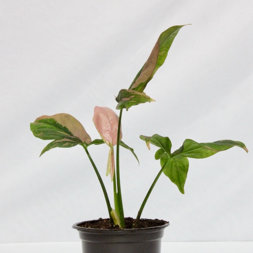 MINI PLANTS PLUS OFFER 22 PLANTS FOR 10 K.D.عرض نبات الميني بلس