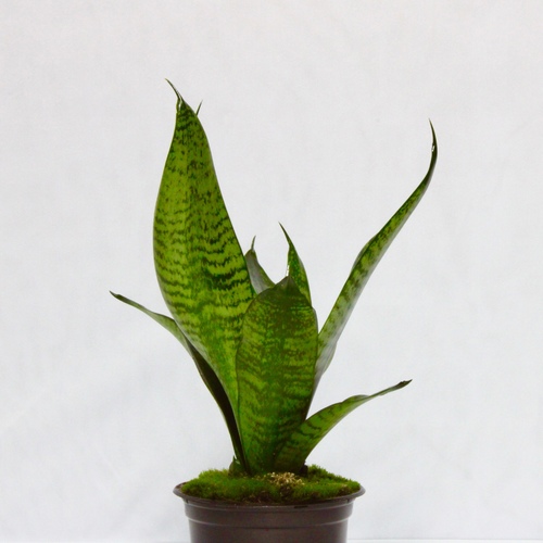 MINI PLANTS PLUS OFFER 22 PLANTS FOR 10 K.D.عرض نبات الميني بلس