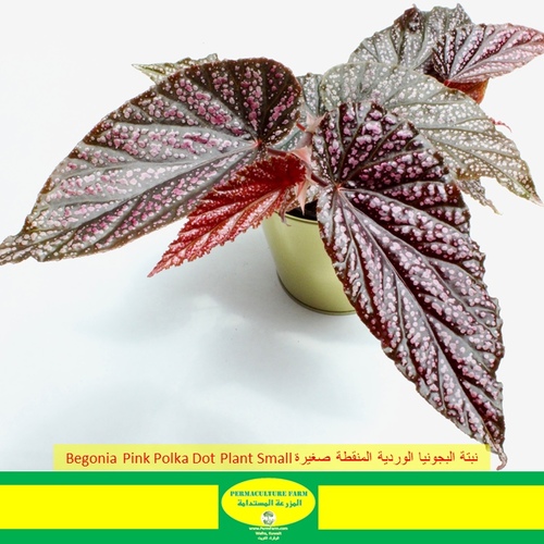 -Begonia Pink Polka Dot Plant Small نبتة البيقونيا بينك بولكا دوت صغيرة - -Begonia Pink Polka Dot Plant Small نبتة البيقونيا بينك بولكا دوت صغيرة
1x Begonia Pink Polka Dot Plant Small