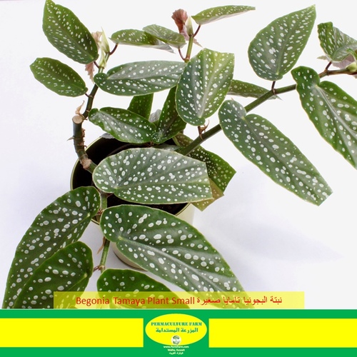 Begonia Tamaya Plant Small نبتة البيقونيا تامايا صغيرة - -Begonia Tamaya Plant Small نبتة البيقونيا تامايا صغيرة
1x Begonia Tamaya Plant Small