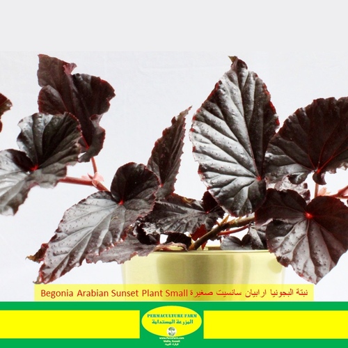-Begonia Arabian Sunset Plant Small نبتة البيقونيا ارابيان سانسيت صغيرة - -Begonia Arabian Sunset Plant Small نبتة البيقونيا ارابيان سانسيت صغيرة
1x Begonia Arabian Sunset Plant Small