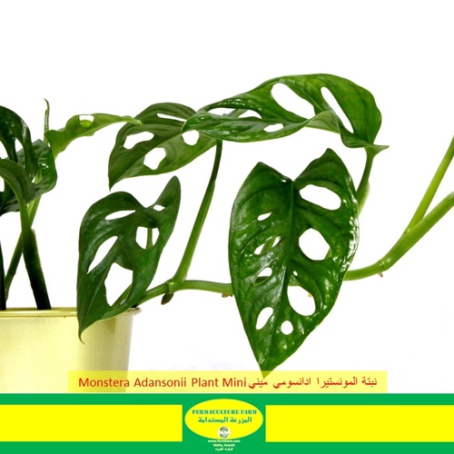 Monstera Adansonii Plant Mini نبتة المونستيرا ادانسوني ميني - Monstera Adansonii Plant Mini نبتة المونستيرا ادانسوني ميني
