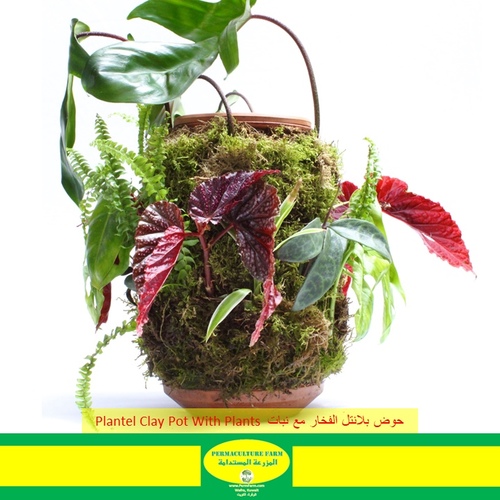-Plantel Clay Pot with Plants حوض بلانتل الفخار مع نبات - -Plantel Clay Pot with Plants حوض بلانتل الفخار مع نبات