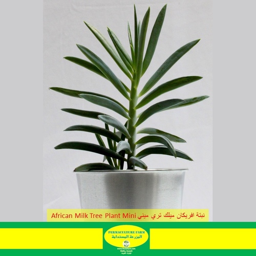 -African Milk Tree Plant Mini نبنة افريكان ميلك تري ميني - -African Milk Tree Plant Mini نبنة افريكان ميلك تري ميني
