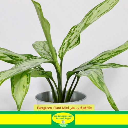 ‏-Evergreen Plant Mini نبتة افرقرين ميني - ‏-Evergreen Plant Mini نبتة افرقرين ميني