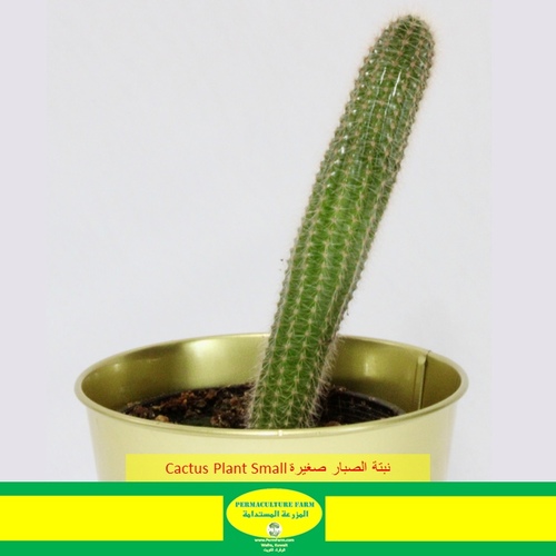 -Cactus Plant Small نبتة الصبار صغيرة - -Cactus Plant Small نبتة الصبار صغيرة