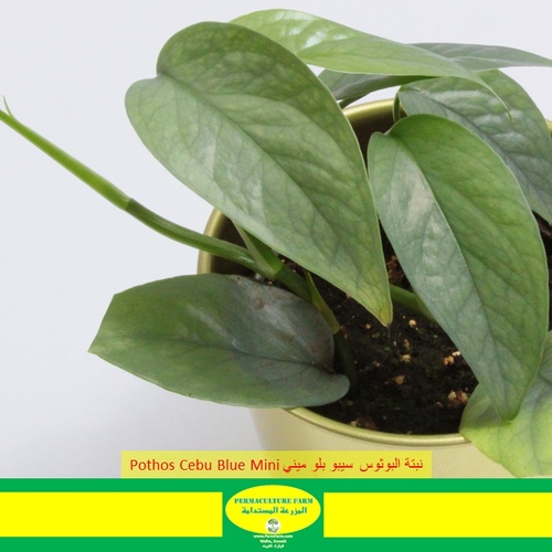 -Pothos Cebu Blue Mini نبتة البوثوس سيبو بلو ميني - -Pothos Cebu Blue Mini نبتة البوثوس سيبو بلو ميني