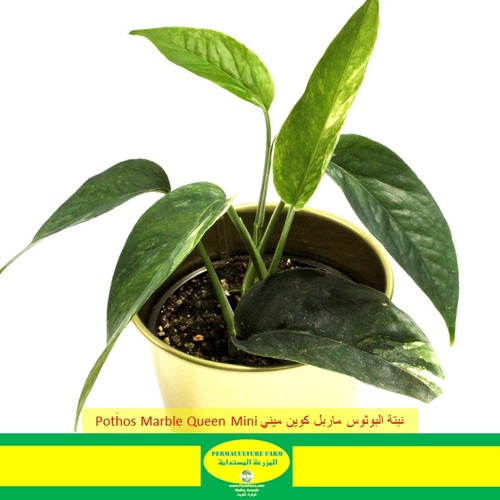 -Pothos Marble Queen Mini نبتة البوثوس ماربل كوين ميني - -Pothos Marble Queen Mini نبتة البوثوس ماربل كوين ميني