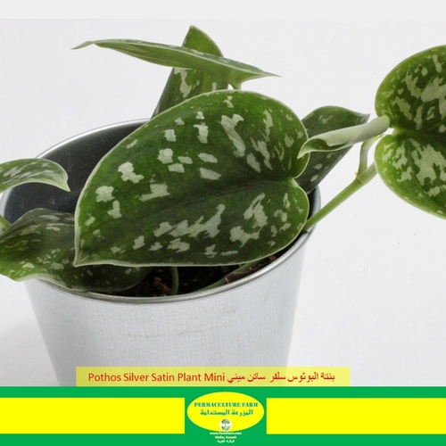 -Pothos Silver Satin Mini نبتة البوثوس سلفر ساتن مين - -Pothos Silver Satin Mini نبتة البوثوس سلفر ساتن مين