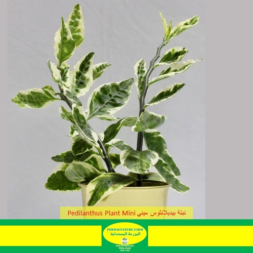 -Pedilanthus Plant Mini نبتة البيديلانثوس ميني - -Pedilanthus Plant Mini نبتة البيديلانثوس ميني