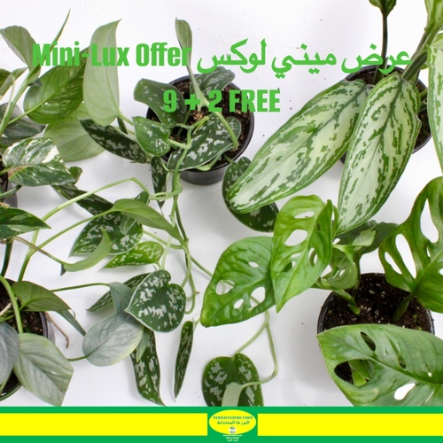 Mini-Lux Offer عرض ميني لوكس9 + 2 FREE - Mini-Lux Offer عرض ميني لوكس9 + 2 FREE
Pedilanthus Plant Mini نبتة البيديلانثوس ميني

Pothos Silver Satin Mini نبتة البوثوس سلفر ساتن مين

Pothos Marble Queen Mini نبتة البوثوس ماربل كوين ميني

Pothos Cebu Blue Mini نبتة البوثوس سيبو بلو ميني

Evergreen Plant Mini نبتة افرقرين ميني

Philo Squam Plant Mini &nbsp;نبتة فيلو سقوام ميني

Monstera Adansonii Plant Mini نبتة المونستيرا ادانسوني ميني


Peace Lilly Plant Mini &nbsp;نبتة زنبق السلام ميني


Syngonium Pink Plant Mini نبتة السنقونيوم بينك ميني