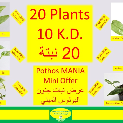 Pothos Mania Mini Offer عرض نبات جنون البوثوس الميني20 Plants 10 K.D. ٢٠ نبتة