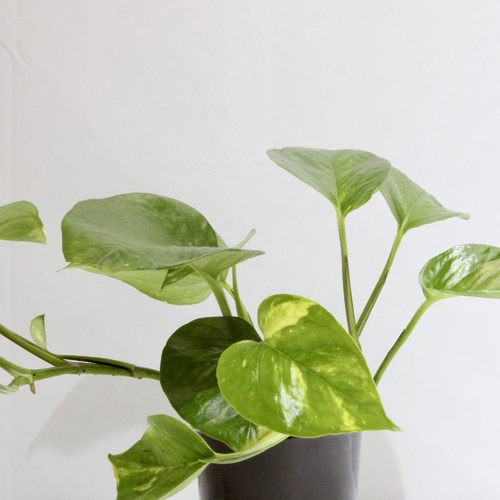 Pothos Mania Mini Offer عرض نبات جنون البوثوس الميني20 Plants 10 K.D. ٢٠ نبتة