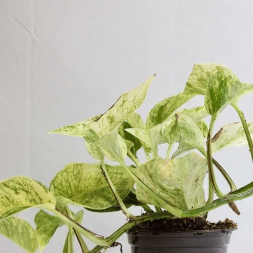 Pothos Mania Mini Offer عرض نبات جنون البوثوس الميني20 Plants 10 K.D. ٢٠ نبتة