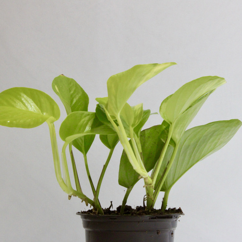 Pothos Mania Mini Offer عرض نبات جنون البوثوس الميني20 Plants 10 K.D. ٢٠ نبتة