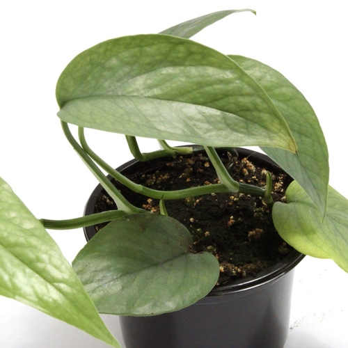 Pothos Mania Mini Offer عرض نبات جنون البوثوس الميني20 Plants 10 K.D. ٢٠ نبتة