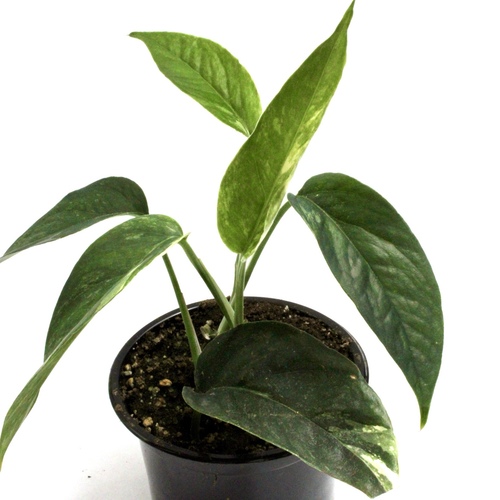 Pothos Mania Mini Offer عرض نبات جنون البوثوس الميني20 Plants 10 K.D. ٢٠ نبتة