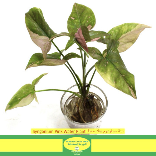 Syngonium Pink Water Plant  نبتة سينقونيوم بينك مائية