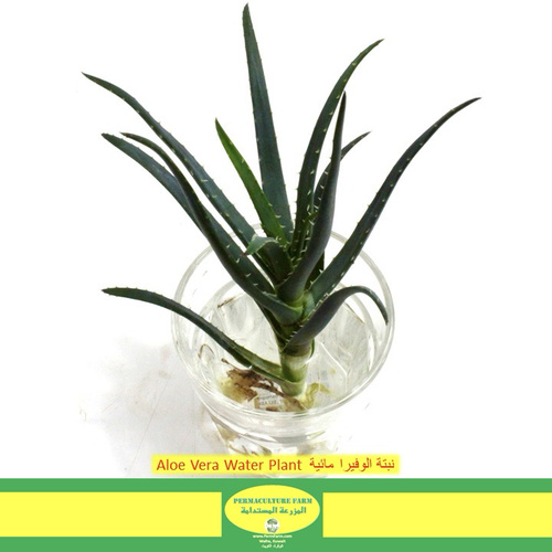 Aloe Vera Water Plant  نبتة الوفيرا مائية