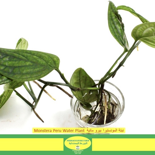 Monstera Peru Water Plant  نبتة المونستيرا بيرو مائية