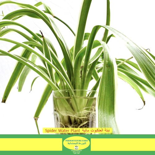 Spider Water Plant  نبتة العنكبوت مائية