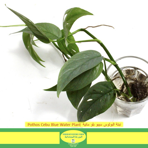 Pothos Cebu Blue Water Plant  نبتة البوثوس سيبو بلو مائية