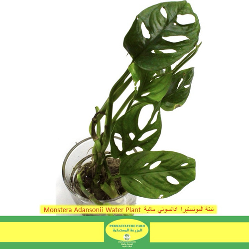 Monstera Adansonii Water Plant  نبتة المونستيرا ادانسوني مائية