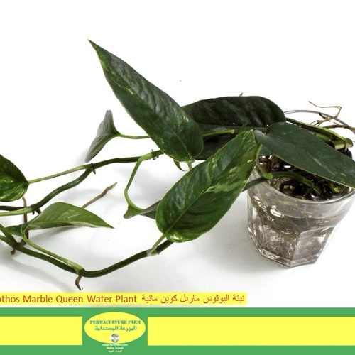 Pothos Marble Queen Water Plant  نبتة البوثوس ماربل كوين مائية