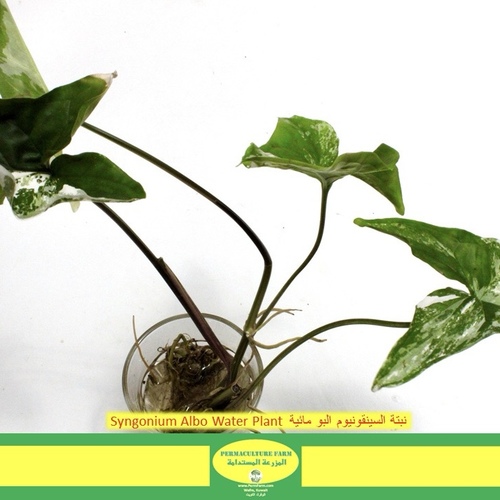 Syngonium Albo Water Plant  نبتة السينقونيوم البو مائية