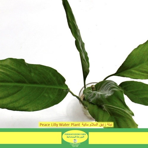 Peace Lilly Water Plant  نبتة زنبق السلام مائية