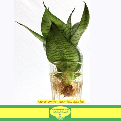 Snake Water Plant  نبتة سنيك مائية