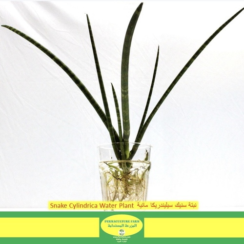 Snake Cylindrica Water Plant  نبتة سنيك سيليندريكا مائية