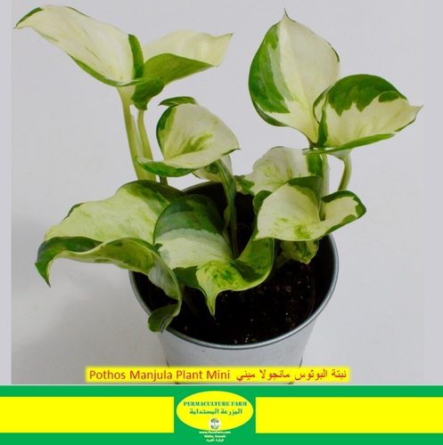 Pothos Manjula Plant Mini  نبتة البوثوس مانجولا ميني