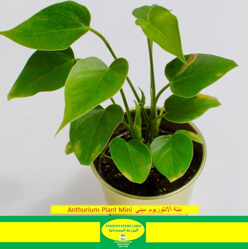 Anthurium Plant Mini  نبتة الانثوريوم ميني