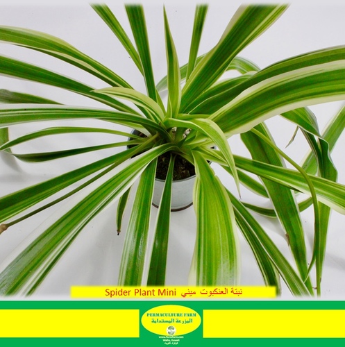 Spider Plant Mini  نبتة العنكبوت ميني