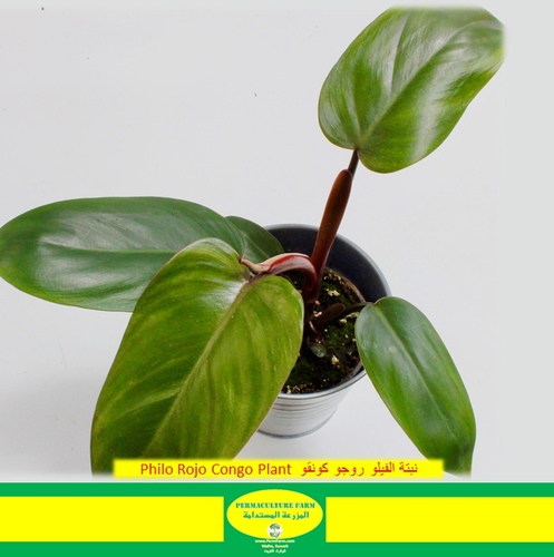 Philo Rojo Congo Plant  12cm نبتة الفيلو روجو كونقو