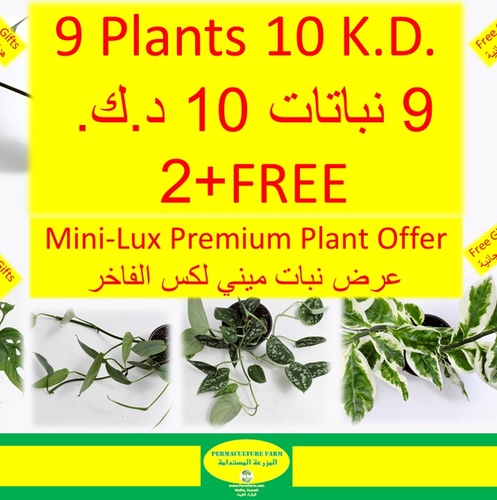 Mini-Lux Offer عرض ميني لوكس9 + 2 FREE