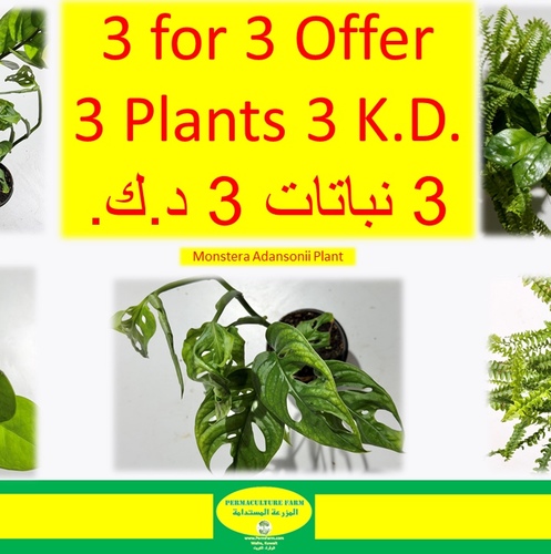 3 for 3 Offer3 Plants 3 K.D.ZZ Plant نبتة الزيزيMonstera Adansonii Plant نبتة المونستيراBoston Fern