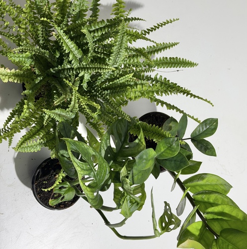 3 for 3 Offer3 Plants 3 K.D.ZZ Plant نبتة الزيزيMonstera Adansonii Plant نبتة المونستيراBoston Fern
