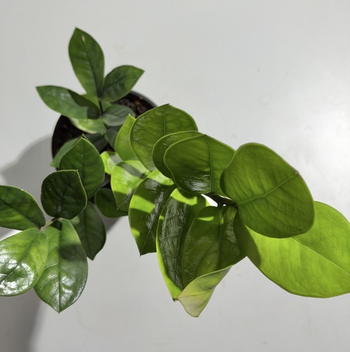 3 for 3 Offer3 Plants 3 K.D.ZZ Plant نبتة الزيزيMonstera Adansonii Plant نبتة المونستيراBoston Fern