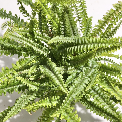 3 for 3 Offer3 Plants 3 K.D.ZZ Plant نبتة الزيزيMonstera Adansonii Plant نبتة المونستيراBoston Fern