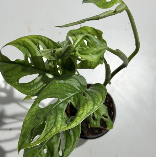 3 for 3 Offer3 Plants 3 K.D.ZZ Plant نبتة الزيزيMonstera Adansonii Plant نبتة المونستيراBoston Fern