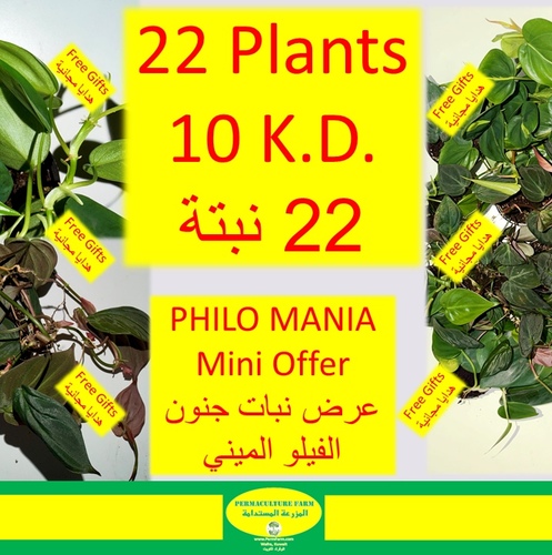 Philo Mania Mini Offer22 Plants for 10 K.D. ٢٠ نبتة
