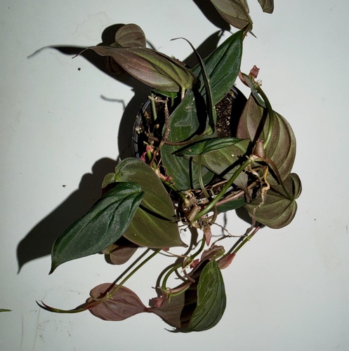 Philo Mania Mini Offer22 Plants for 10 K.D. ٢٠ نبتة