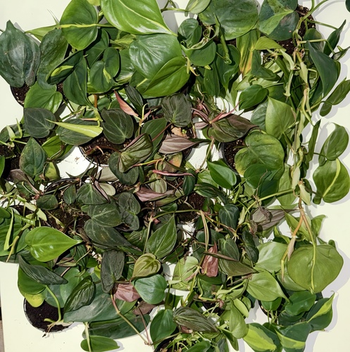 Philo Mania Mini Offer22 Plants for 10 K.D. ٢٠ نبتة