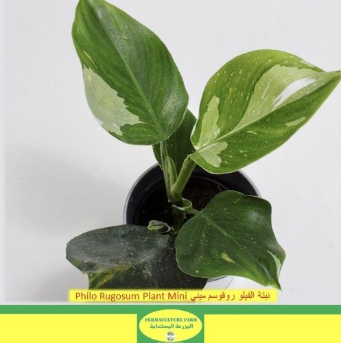 Philo Rugosum Plant Mini Offer نبتة الفيلو روقوسم ميني